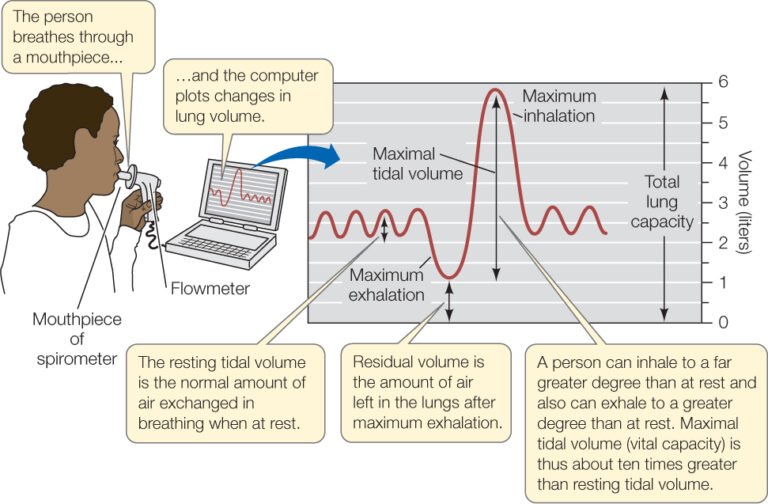 How to Measure Tidal Volume? Unlock the Secrets Today! - Measuring Expert