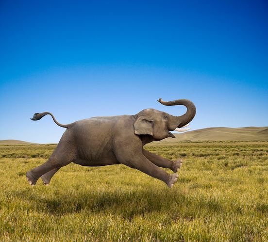 How Fast are Elephants?