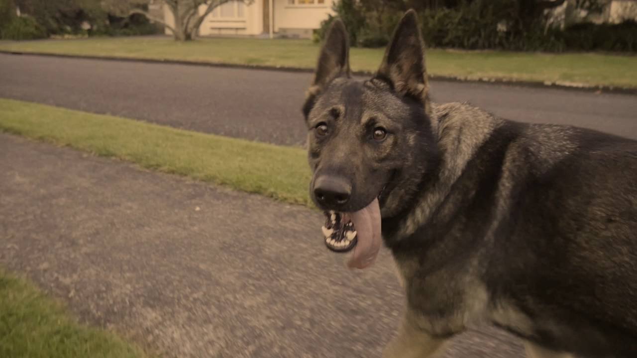 How Fast Can a German Shepherd Run?