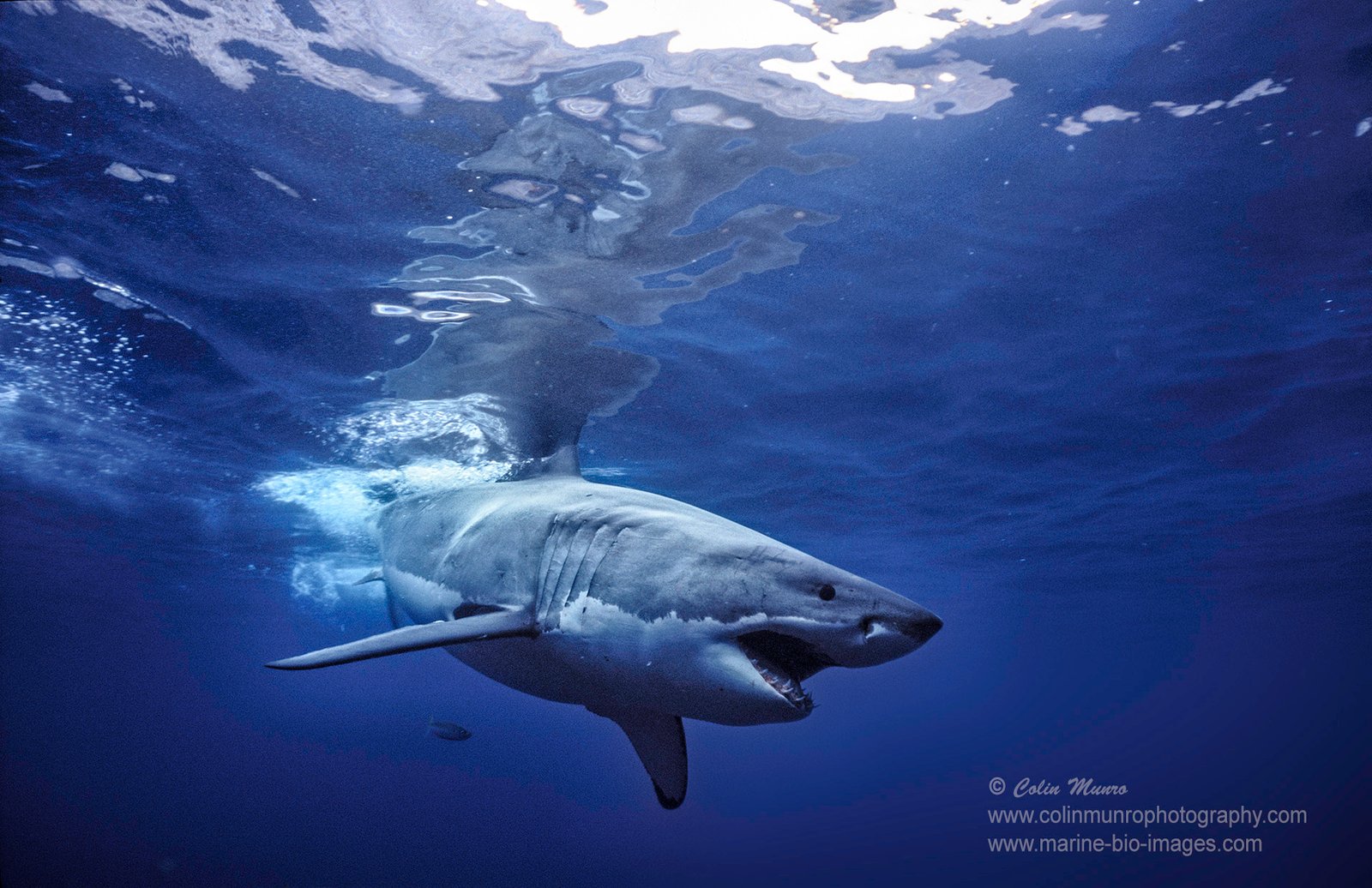 How Fast Can a Great White Shark Swim?