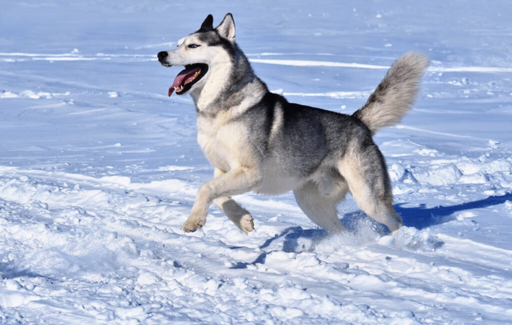 How Fast Can a Husky Run?