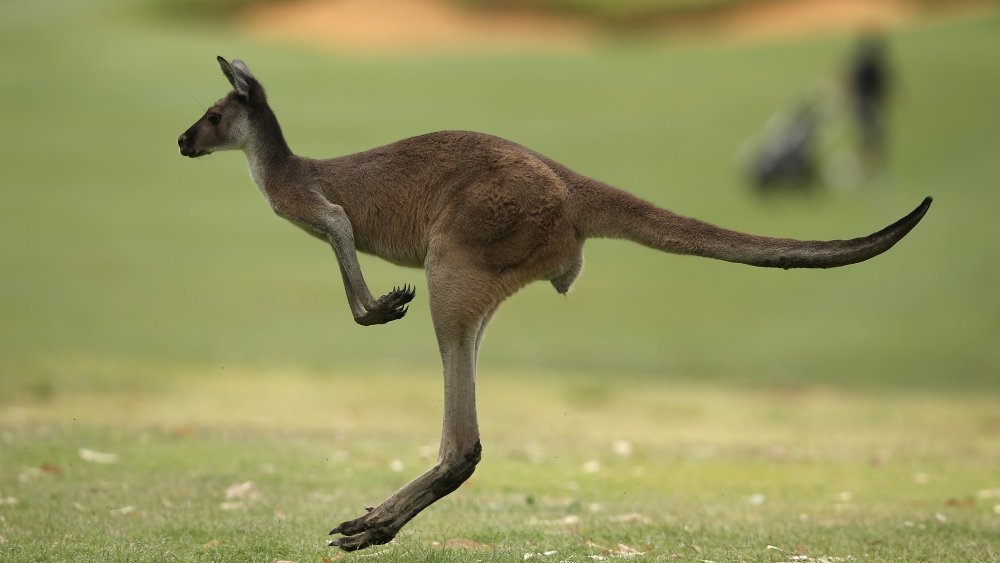 How Fast Can a Kangaroo Run?