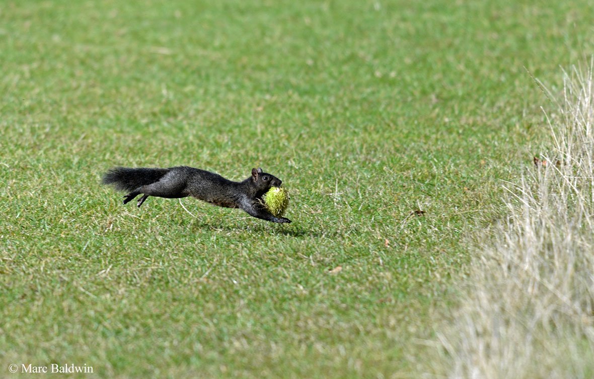 How Fast Can a Squirrel Run?