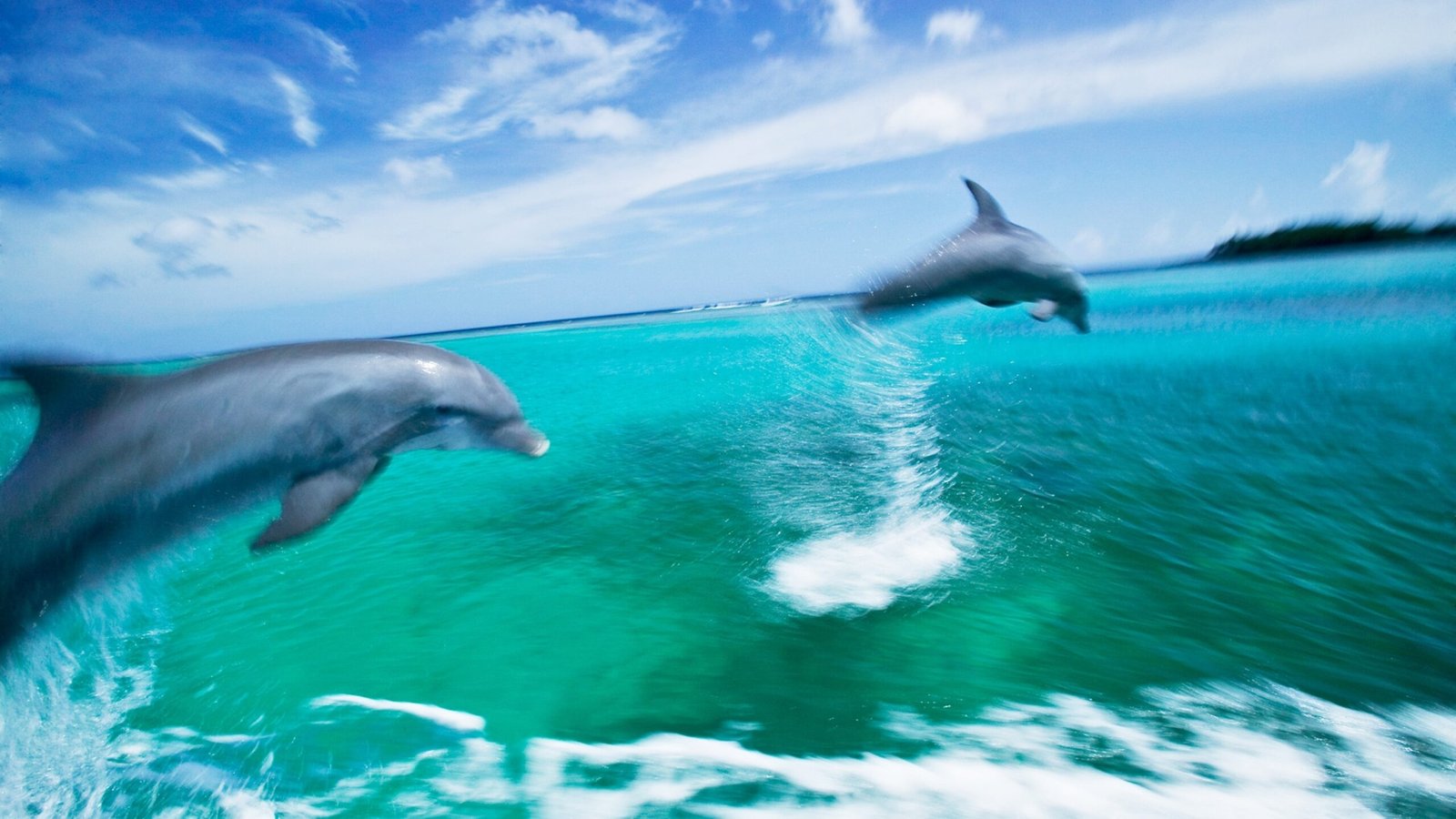 How Fast Can Dolphins Swim?