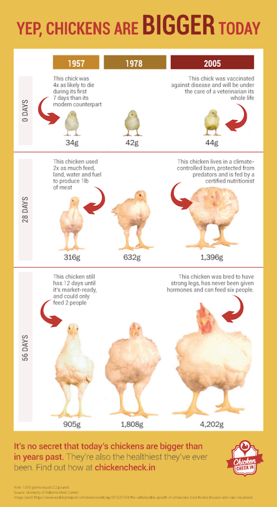 How Fast Do Chickens Grow?