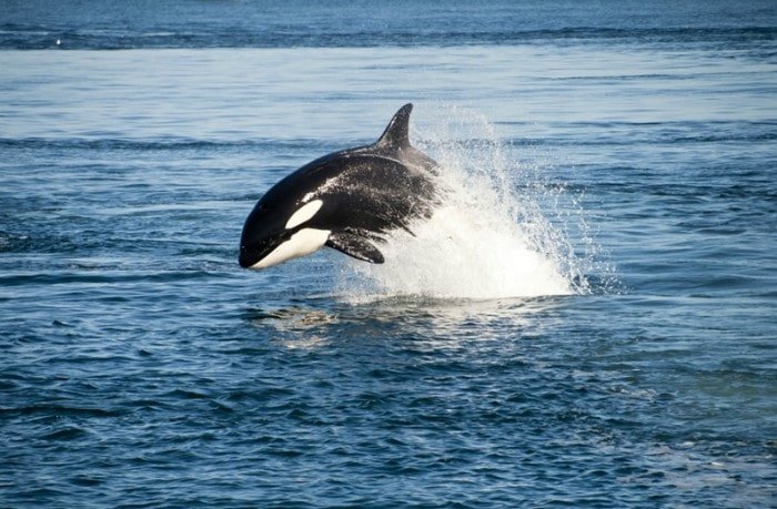 How Fast Do Orcas Swim?