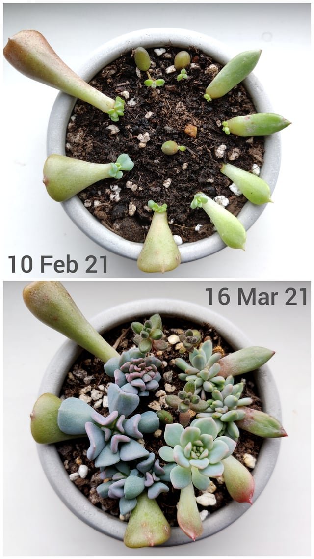 How Fast Do Succulents Grow?