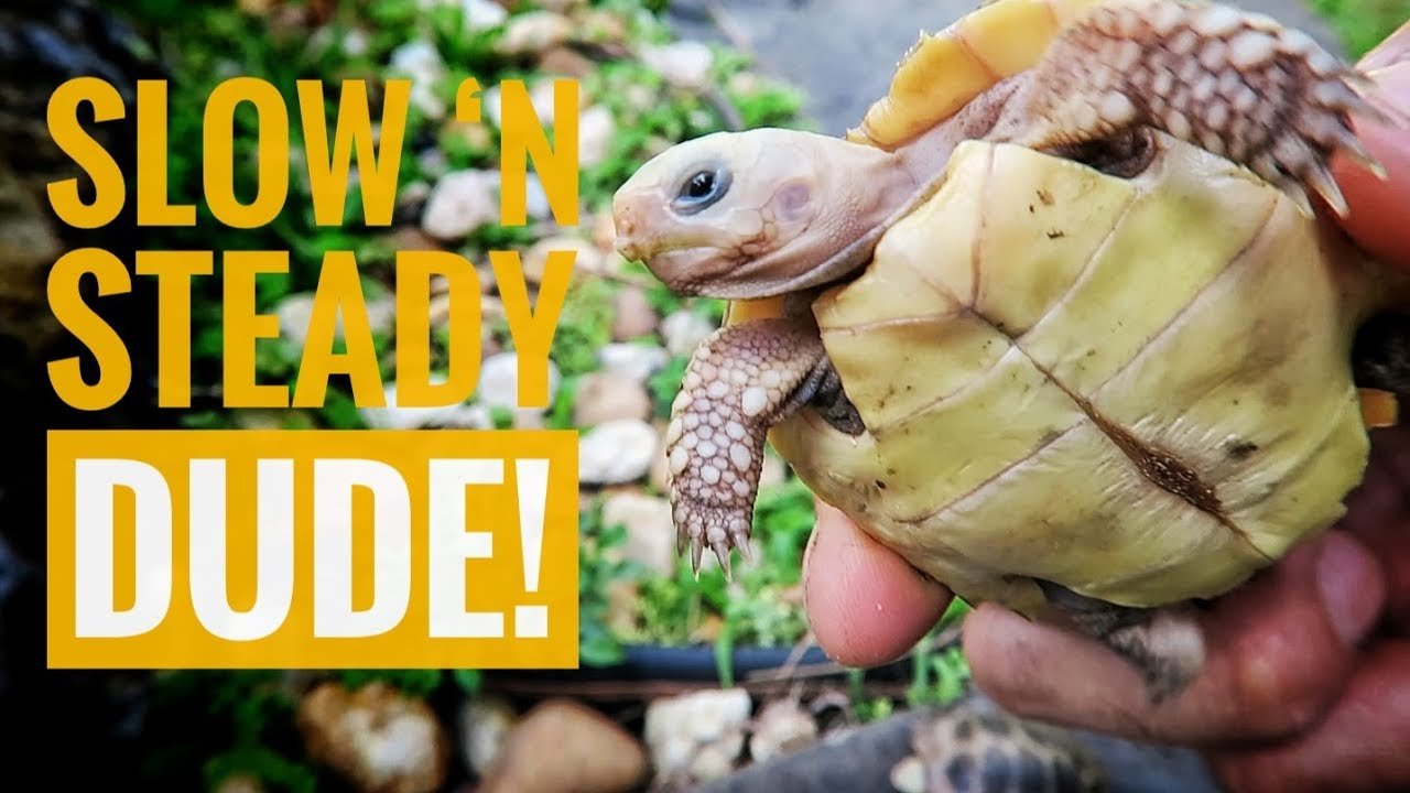 How Fast Do Tortoises Grow?