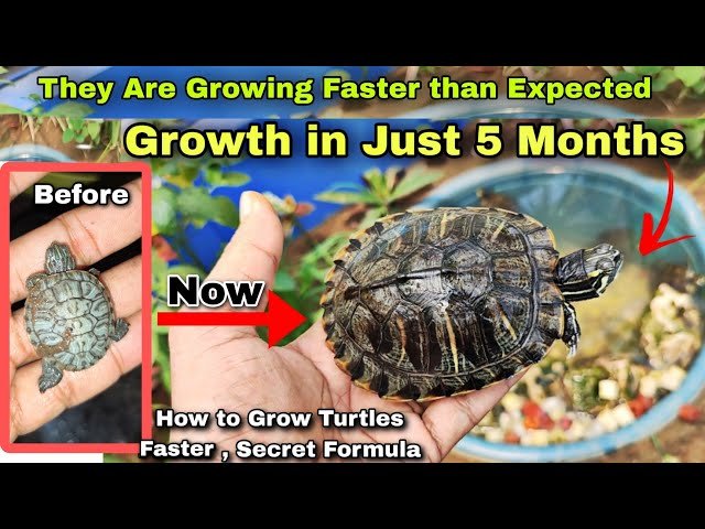 How Fast Do Turtles Grow?