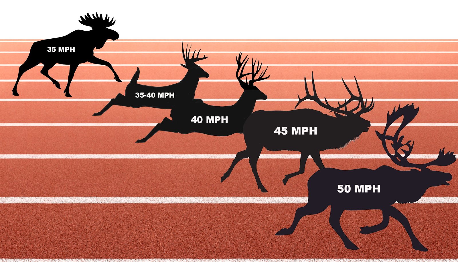 How Fast is a Deer?