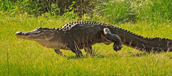 How Fast is an Alligator?