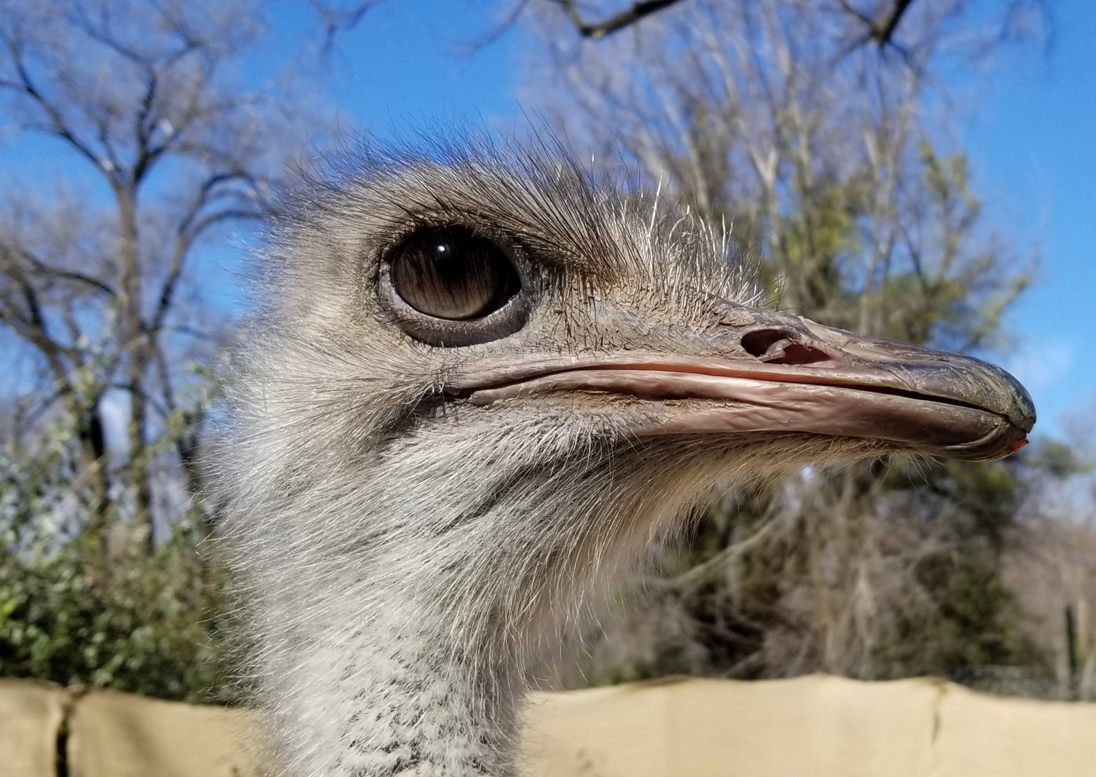 How Fast is an Ostrich?