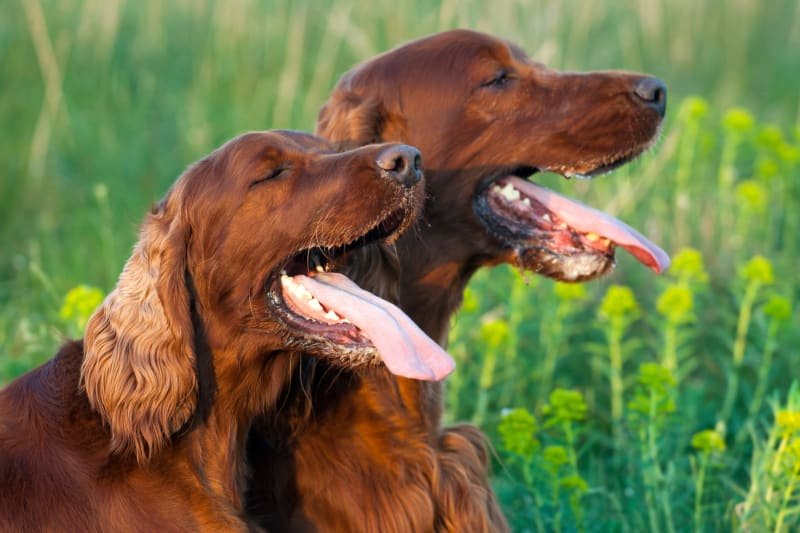 How Long Can a Dog Go Without Water?