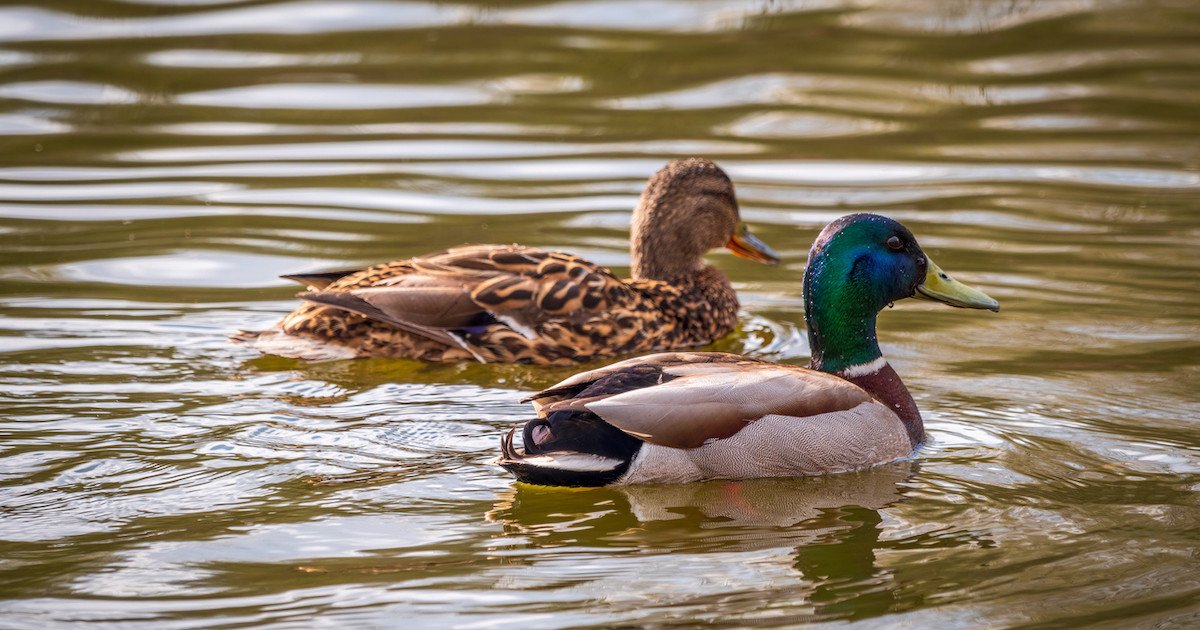 How Long Do Ducks Live?