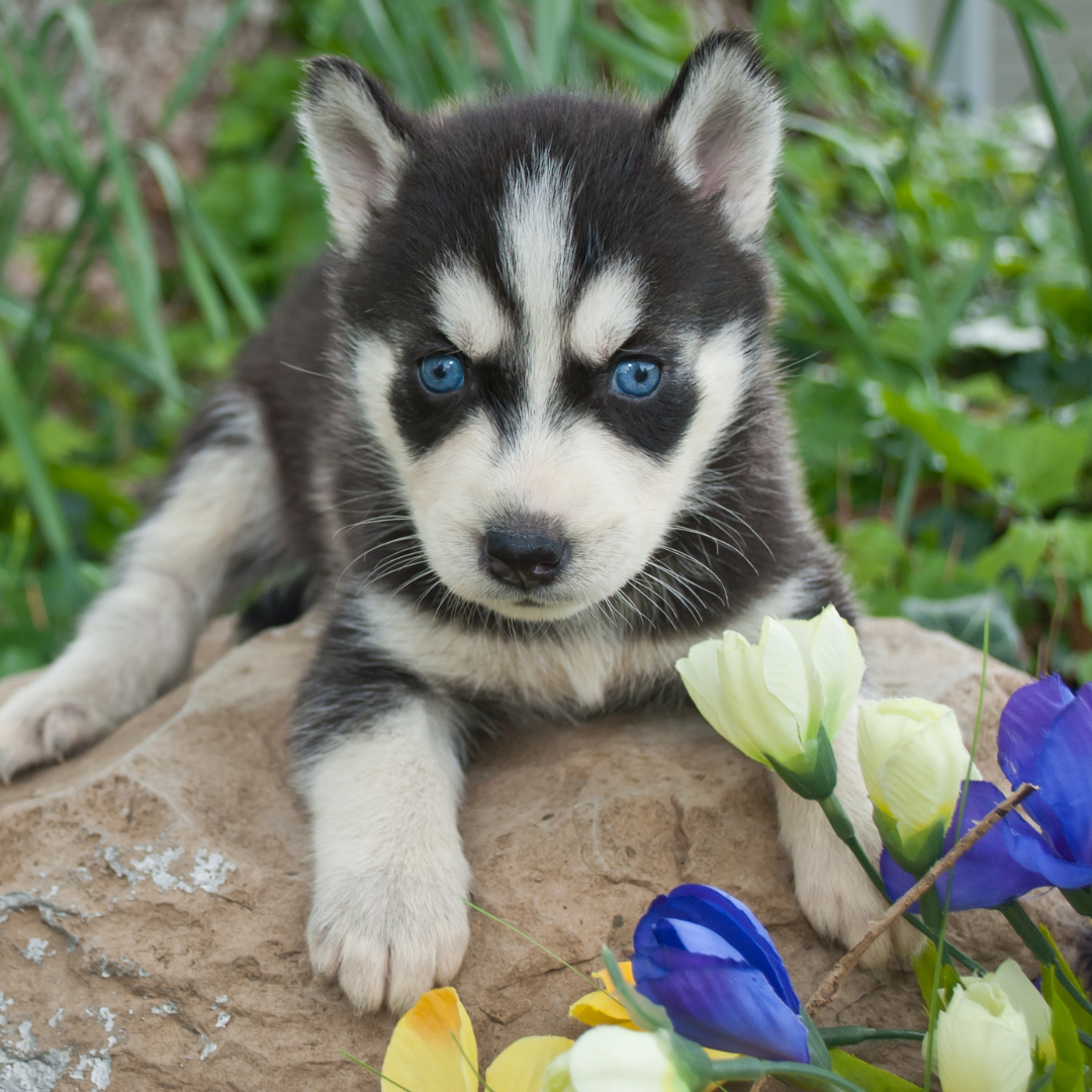 How Long Do Huskies Live?