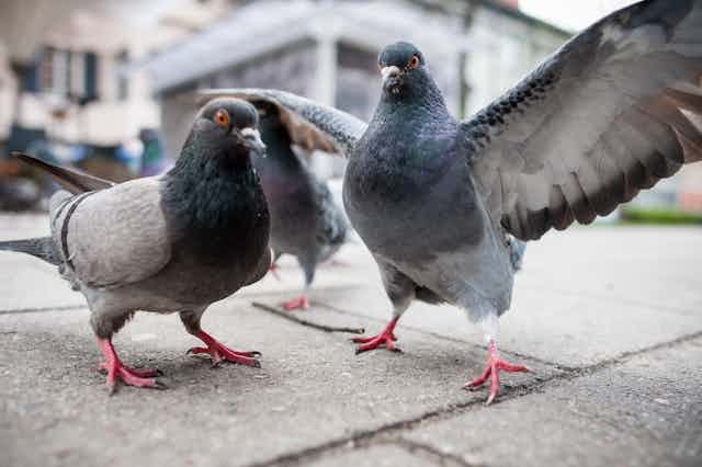 How Long Do Pigeons Live?