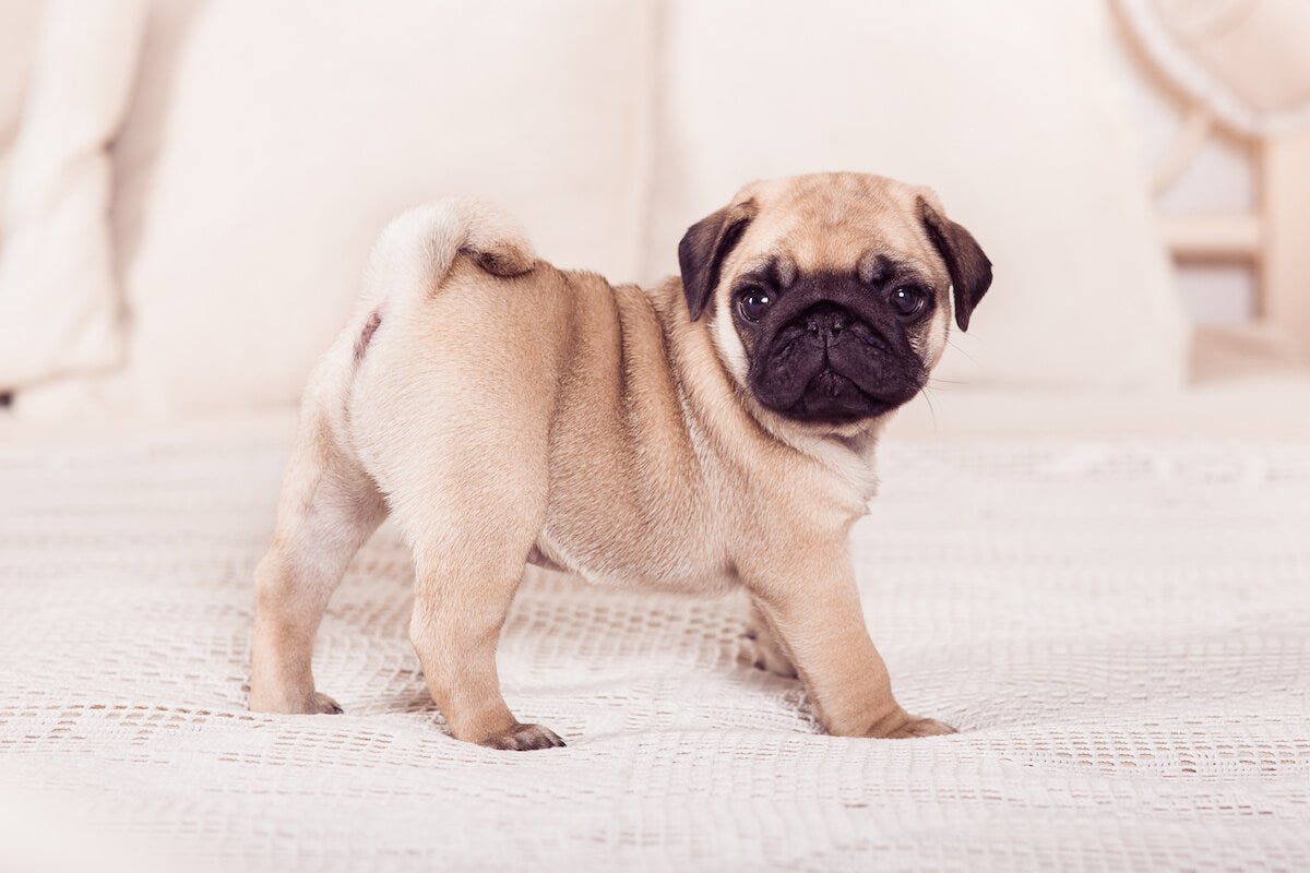 How Long Do Pugs Live?