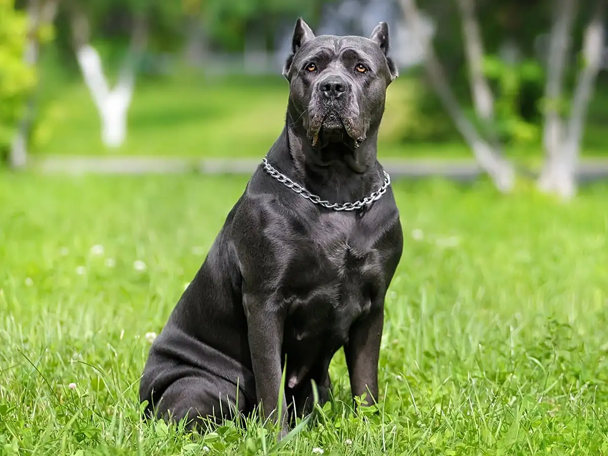 How Much is a Cane Corso?