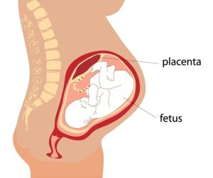 How Much is a Placenta Worth?